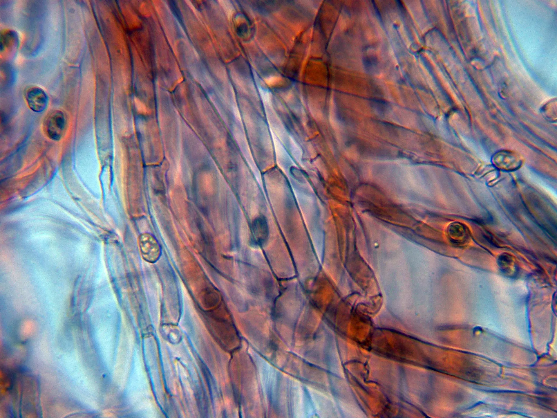 Microscopía de Simocybe sumptuosa - 10 - Hifas trama-001
